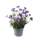 Bild von VP Scabiosa